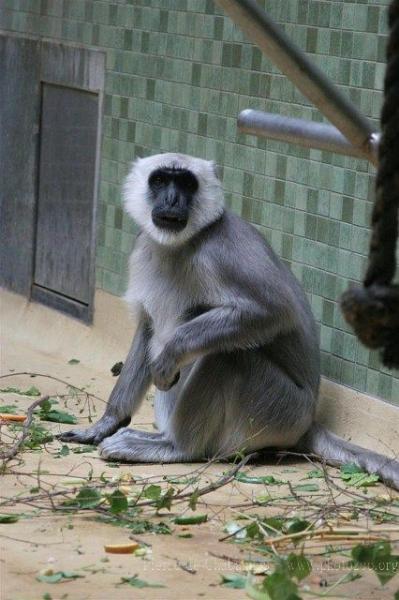 Northern plains gray langur