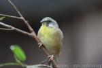 Lemon-breasted canary *