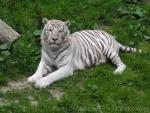 Mainland (White) tiger