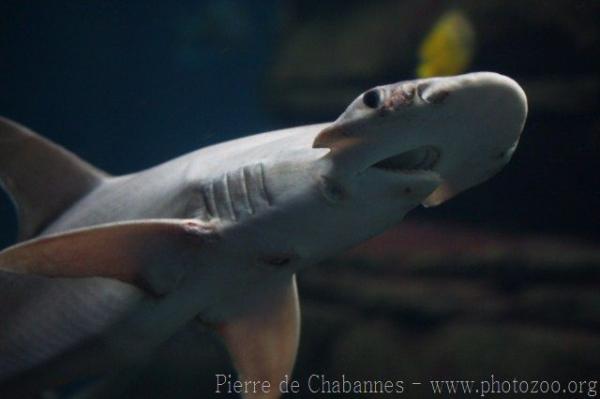 Bonnethead shark