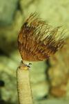 Spiral tube-worm