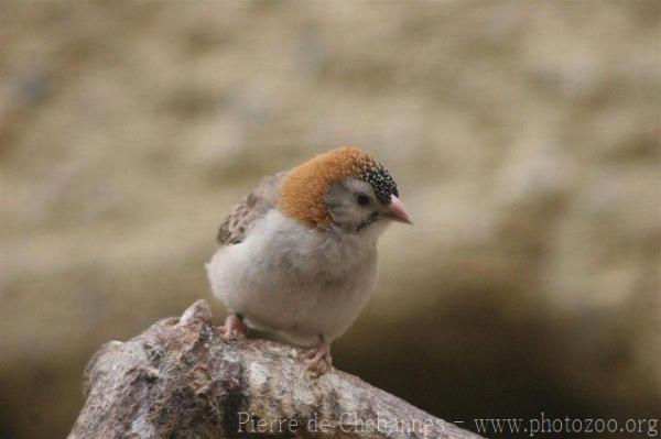 Speckle-fronted weaver