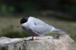 Arctic tern