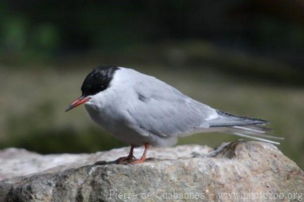 Arctic tern