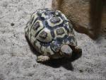 Leopard tortoise