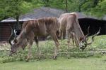 Greater kudu