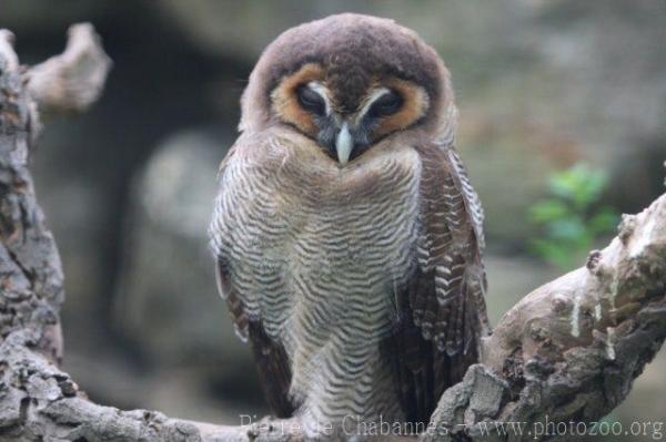 Sri-Lankan brown wood-owl