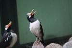 Asian pied starling