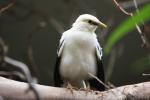 Black-winged myna