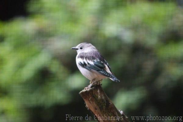 Purple-backed starling