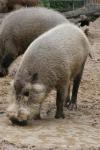 Bornean bearded pig