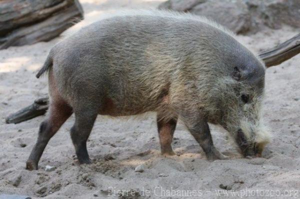 Bornean bearded pig