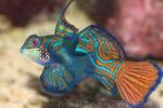 Mandarinfish