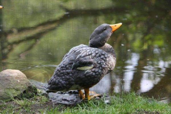 Magellanic steamerduck