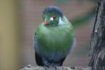 White-cheeked turaco