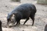 White-lipped peccary