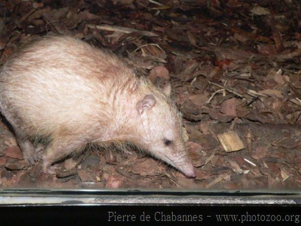 Common tenrec *