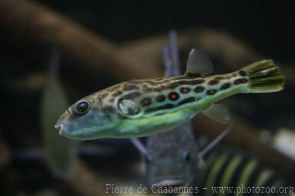 Cross-river puffer