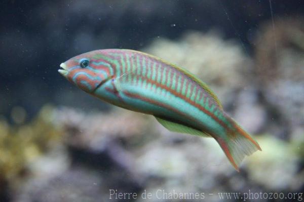 Klunzinger's wrasse