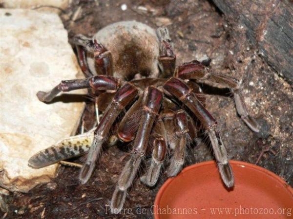 Goliath birdeater