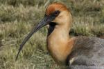 Black-faced ibis