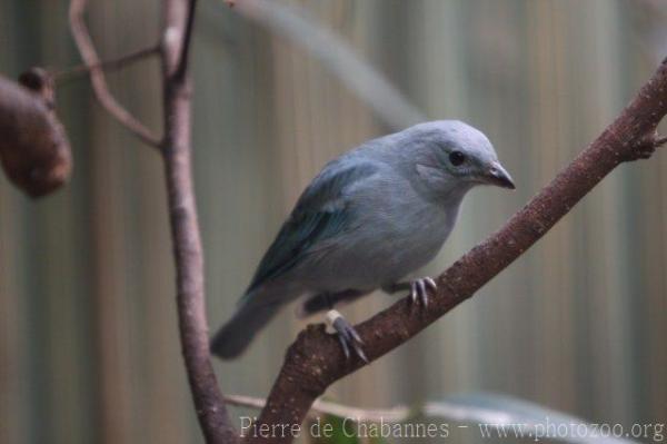 Blue-grey tanager