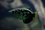 Zebra archerfish