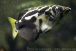 Zebra archerfish