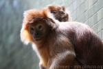 Eastern javan langur