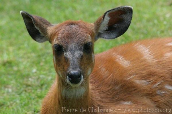 Western sitatunga