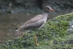 Common redshank