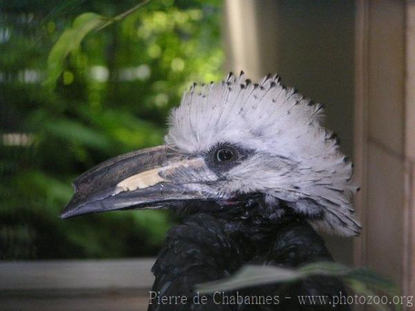 Long-tailed hornbill *