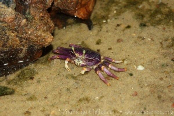 West African fiddler crab