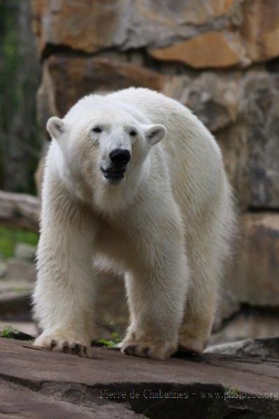 Polar bear