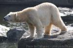 Polar bear