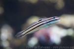 Twostripe goby