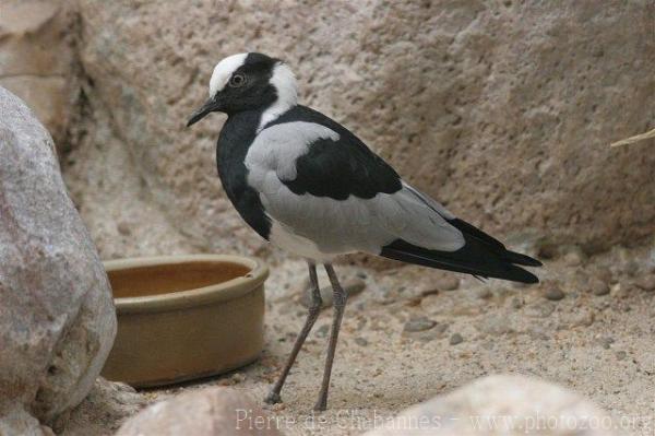 Blacksmith lapwing