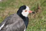 Long-toed lapwing