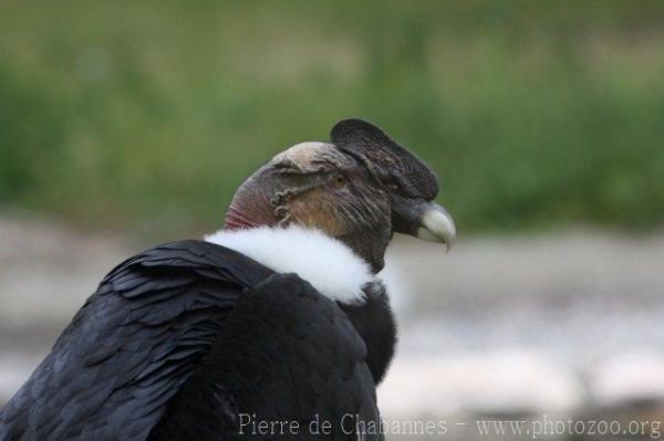 Andean condor