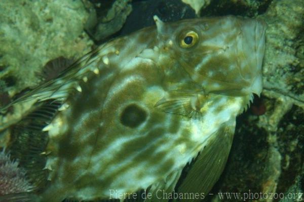 John dory