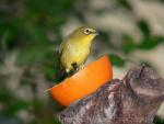 Oriental white-eye