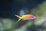 Yellowback anthias