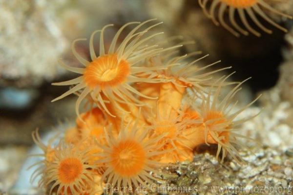 Yellow branching coral