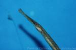 Adriatic pipefish