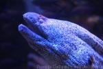 Mediterranean moray