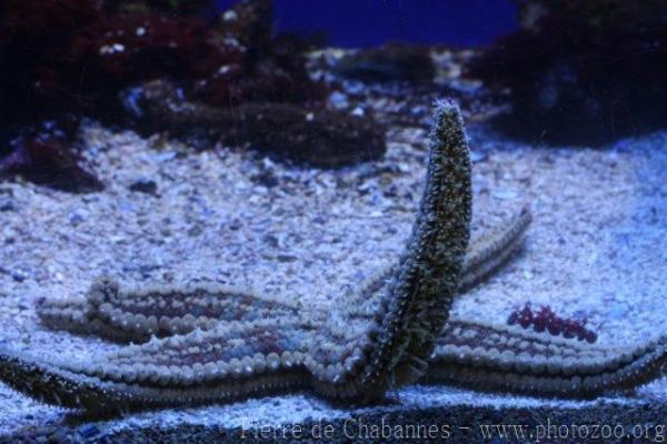 Spiny starfish