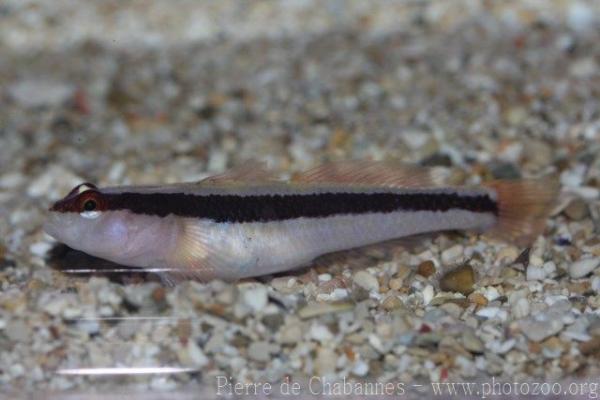 Striped goby