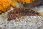 Ringneck blenny