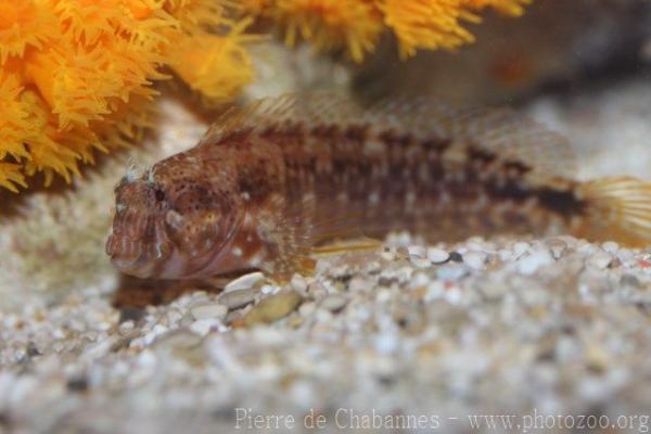 Ringneck blenny