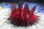 Red urchin